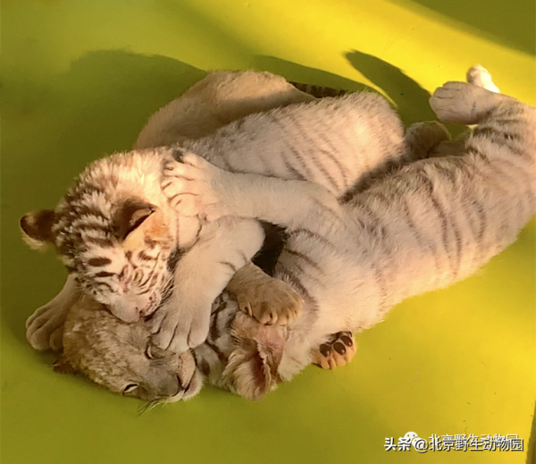 大爆料丨與萌虎來一場新年的約會 大爆料丨與萌虎來一場新年的約會