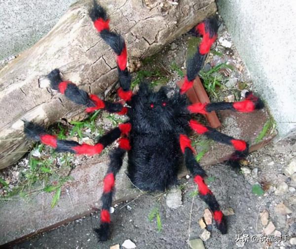 毒蜘蛛-五毒之——蜘蛛毒液,你應該瞭解的毒性知識(一)習性篇 毒蜘蛛-五毒之——蜘蛛毒液,你應該瞭解的毒性知識(一)習性篇