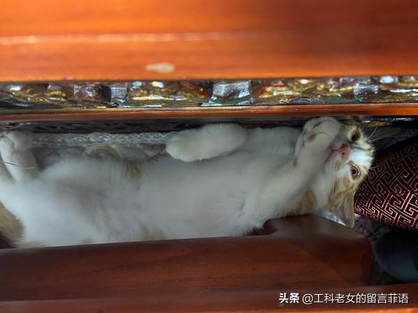 饞貓懶貓，一隻又饞又懶的可愛貓