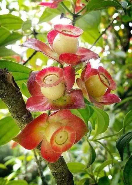 分享圖片&mdash;&mdash;罕見稀有的花卉