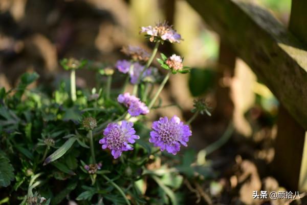 萬物起始，立春暖陽下，等待花園甦醒 &vert; 園丁