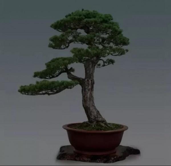 樹姿古雅，婆娑蔥蘢，蒼勁挺拔四季長青盆栽精美的羅漢松請您鑑賞