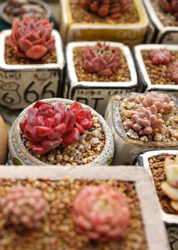 一個植物愛好者的深秋～多肉篇