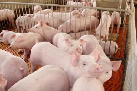 蔥價跌50%,仔豬漲40%,羊價驟漲,雞價低迷,糧價穩中回跌,咋了 蔥價跌50%,仔豬漲40%,羊價驟漲,雞價低迷,糧價穩中回跌,咋了