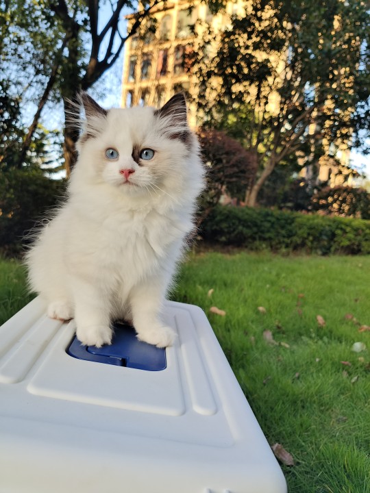 貓平時注意多注意這些,以後會避免很多不必要的疾病 貓平時注意多注意這些,以後會避免很多不必要的疾病