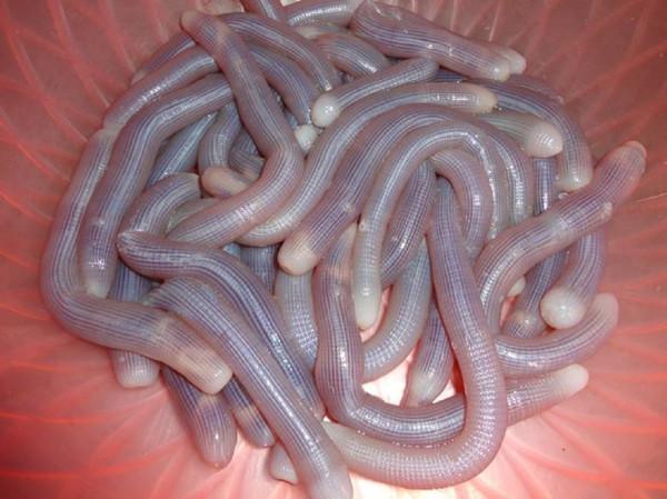 盤點南方人吃不膩，北方人卻下不去嘴的4種小吃