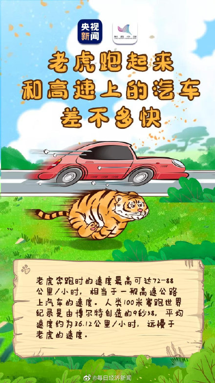 虎的夜視力是人類的6倍