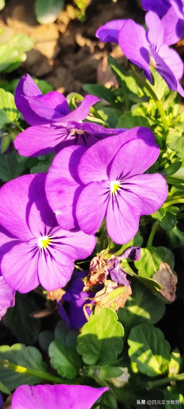 樂觀人生需要陽光心態