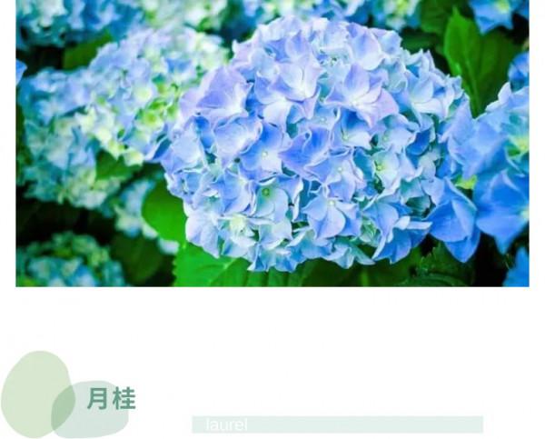 冬奧會絨線花美出圈，每種花的寓意都太棒了