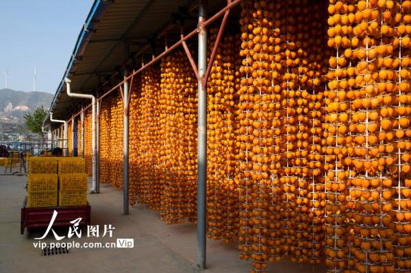 陝西富平：又是一年柿子紅