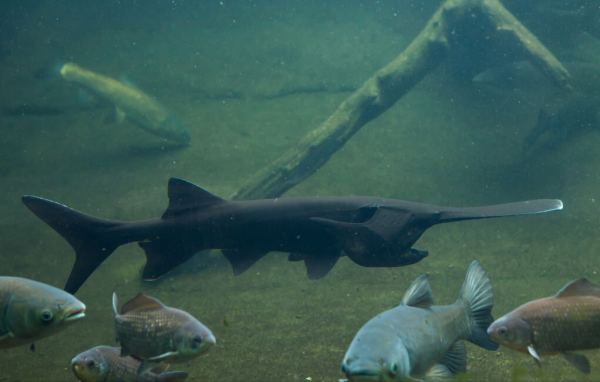 “美國白鱘”紮根中國，壽命達30多年，漏網之魚逃入千島湖？