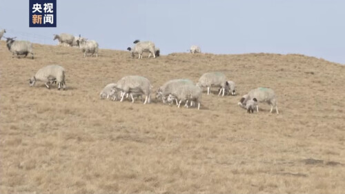 我們的2021丨新起點新徵程 繪就鄉村振興新圖景
