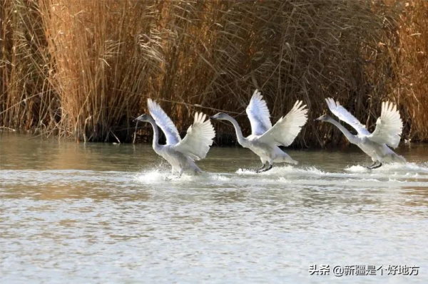 冬季到新疆看天鵝~