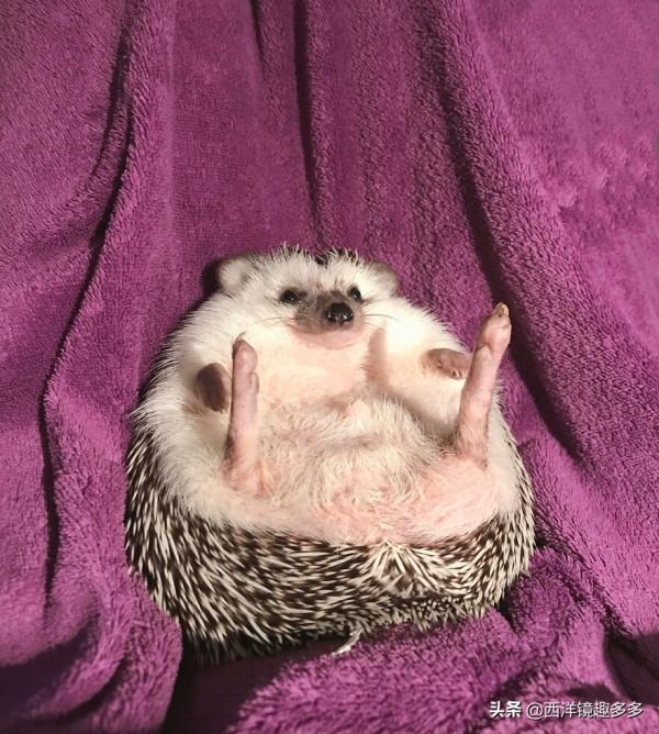 烏克蘭網紅小刺蝟，因愛露肚皮走紅網路，喜感十足的樣子太萌了