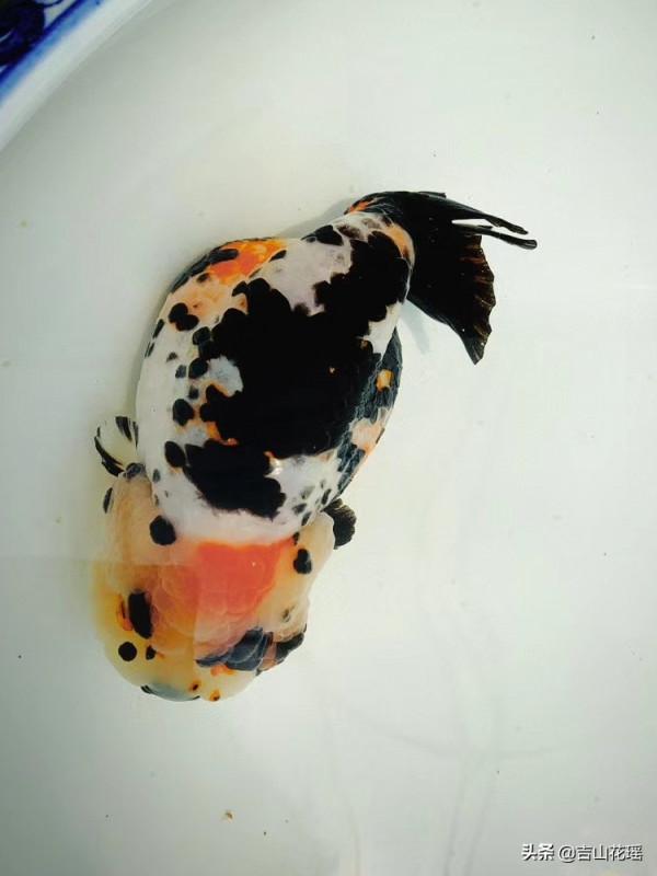 金魚品種蘭壽魚的飼養與繁殖探析 金魚品種蘭壽魚的飼養與繁殖探析