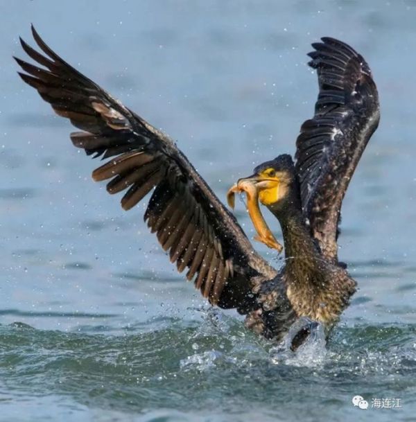 出發！來連江這裡觀鳥！每一幀都是絕美大片