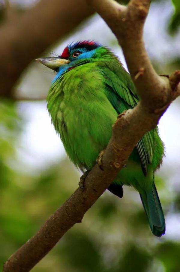 分享一一五彩鳥圖片