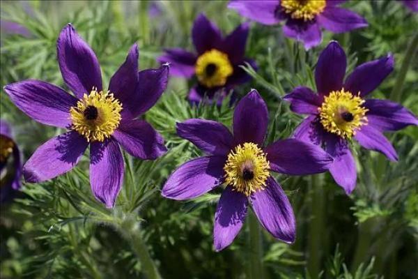 朵朵花開最迷人～白頭翁花