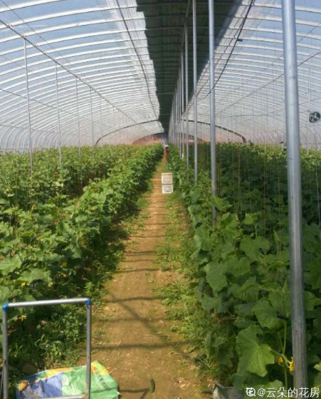 黃瓜好養殖,水果黃瓜更好養,營養比黃瓜更高 黃瓜好養殖,水果黃瓜更好養,營養比黃瓜更高