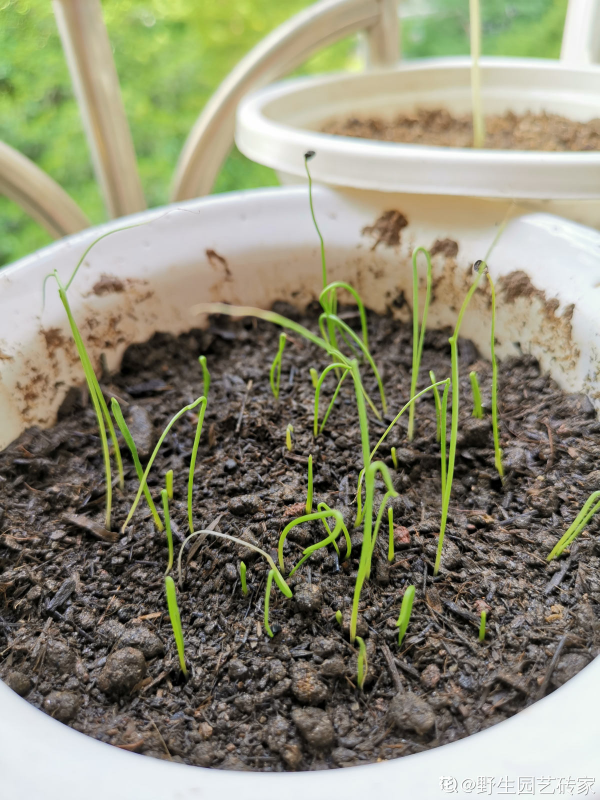家裡的小陽臺別養花，幾個花盆種點菜，秋天就能吃