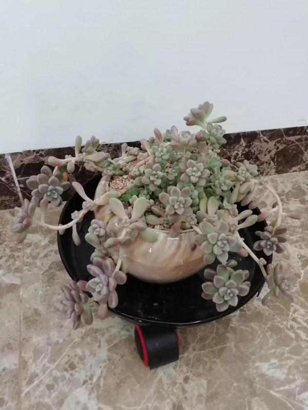 丸葉姬秋麗是多肉界的“潛力股”,不比貴貨差 丸葉姬秋麗是多肉界的“潛力股”,不比貴貨差