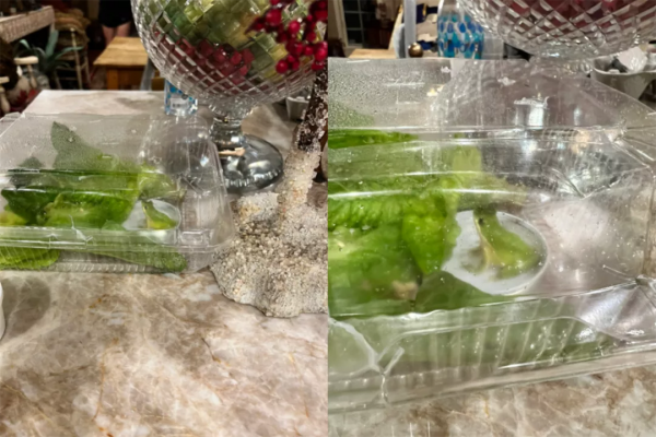 小哥在沙拉里發現了一隻小青蛙後，在網上直播起了養蛙生活