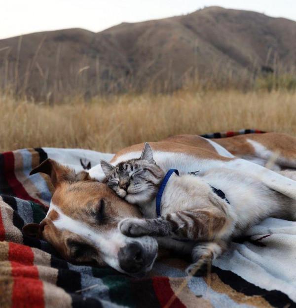 兩人一貓一狗四處探險旅行,每一幕都萌翻天 兩人一貓一狗四處探險旅行,每一幕都萌翻天