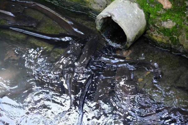 十幾斤重白送沒人要,從街頭美食到遭人唾棄,鬍子鯰經歷了什麼? 十幾斤重白送沒人要,從街頭美食到遭人唾棄,鬍子鯰經歷了什麼?