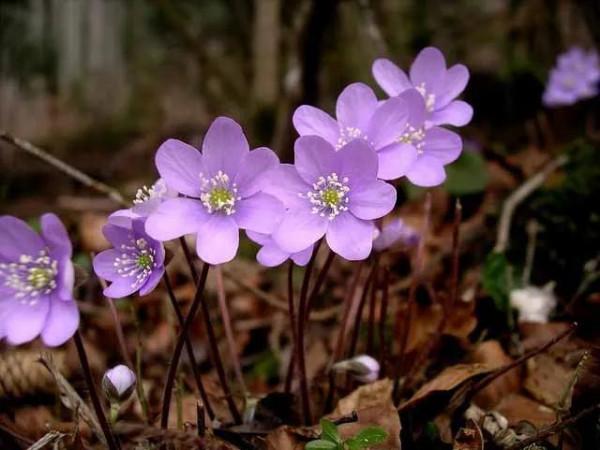 雪割草，漂亮而名貴的花