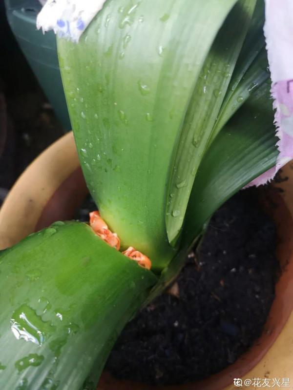 10種花，冬天別噴水，越噴越爛葉，變成光桿特醜