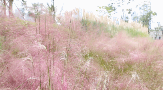 金秋與粉黛亂子草來一場夢幻的邂逅 金秋與粉黛亂子草來一場夢幻的邂逅