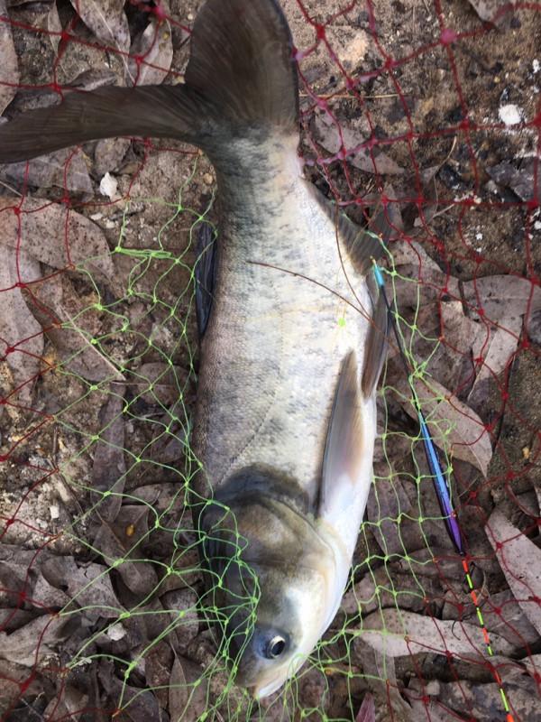 釣魚“奇”招數：磯竿滑漂遠投釣法，一招制勝