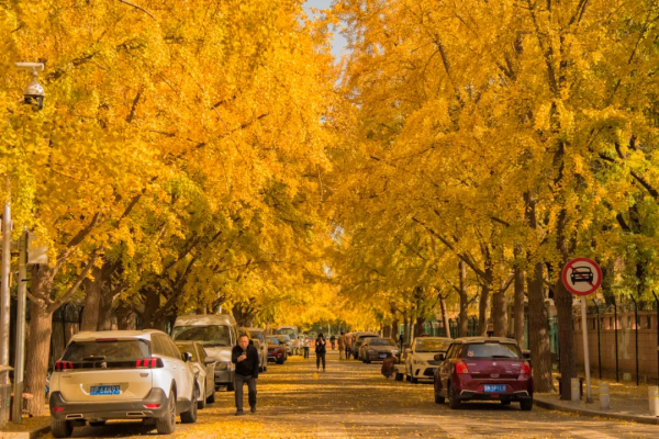 在北京過個秋天，立刻退掉了去騰衝的機票