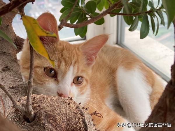 花盆裡長貓了 花盆裡長貓了