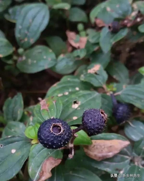 小時候農村生活好多回憶,這野果吃滿嘴黑,童年記憶 小時候農村生活好多回憶,這野果吃滿嘴黑,童年記憶