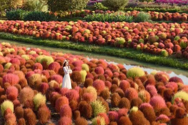 發現一片美得讓人心醉的草，圍觀拍照的人太多，保安都攔不住