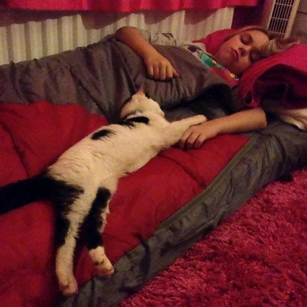 從營養不良的病貓,到長成“肥牛”,中間只差一位愛它的鏟屎官 從營養不良的病貓,到長成“肥牛”,中間只差一位愛它的鏟屎官