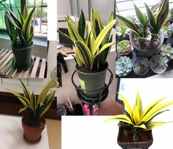 九大“健康花”,建議大家養一盆,乾淨漂亮又吉祥 九大“健康花”,建議大家養一盆,乾淨漂亮又吉祥