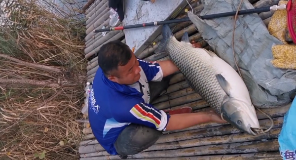 山東釣魚人野河釣起“草魚王”，1米多長，釣魚人：像頭小肥豬