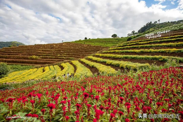 涼季來了！今年清邁有哪些唯美浪漫的花田？