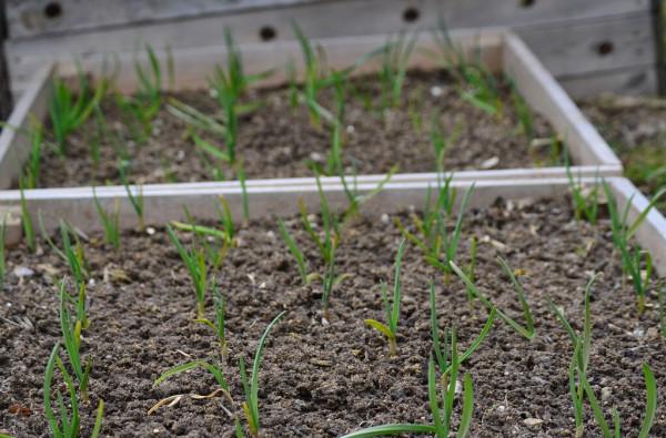 人糞尿澆大蒜的正確方法:先腐熟再稀釋,掌握合適的施肥時間 人糞尿澆大蒜的正確方法:先腐熟再稀釋,掌握合適的施肥時間