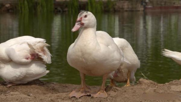 小夥放棄學業回鄉創業,水上養雁、水下養魚,年銷售額達1500萬元 小夥放棄學業回鄉創業,水上養雁、水下養魚,年銷售額達1500萬元