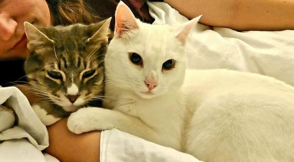 18 只動物找到了他們的好朋友,現在無法與他們分開 18 只動物找到了他們的好朋友,現在無法與他們分開