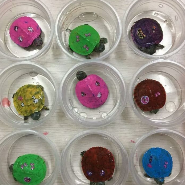 8畝地建小動物農場僅憑2招變網紅打卡地，門票20餵動物10元，啥樣