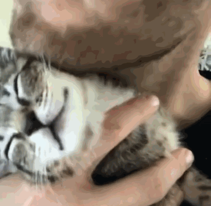 貓放一個屁,全家吃不下飯!真的好臭啊啊啊啊啊 貓放一個屁,全家吃不下飯!真的好臭啊啊啊啊啊