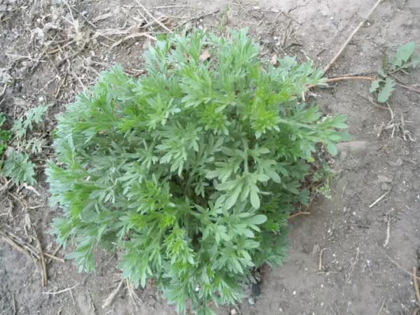 春天這菜全身都是寶，可惜好多人當草，一次做一大盆不夠吃，真香