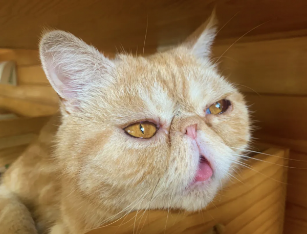 貓別墅還能這麼玩兒？