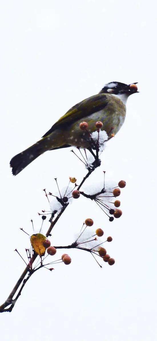 分享圖片——最美的鳥語花香集錦