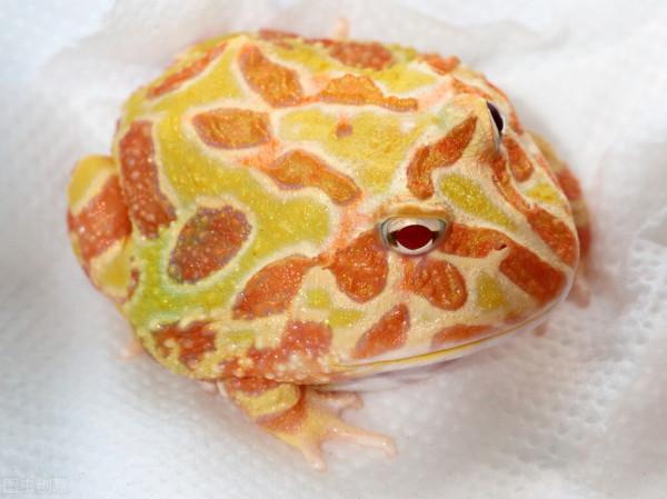 家養小寵物-角蛙 家養小寵物-角蛙