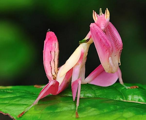 66張圖片帶你看看，那些有著驚豔“顏值”的動物